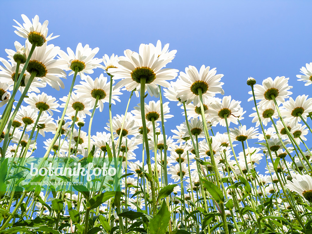 427168 - Gartenmargerite (Leucanthemum maximum)