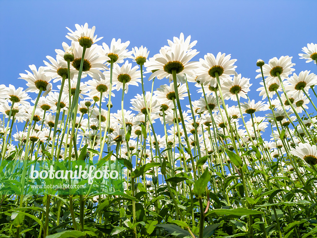 427169 - Gartenmargerite (Leucanthemum maximum)