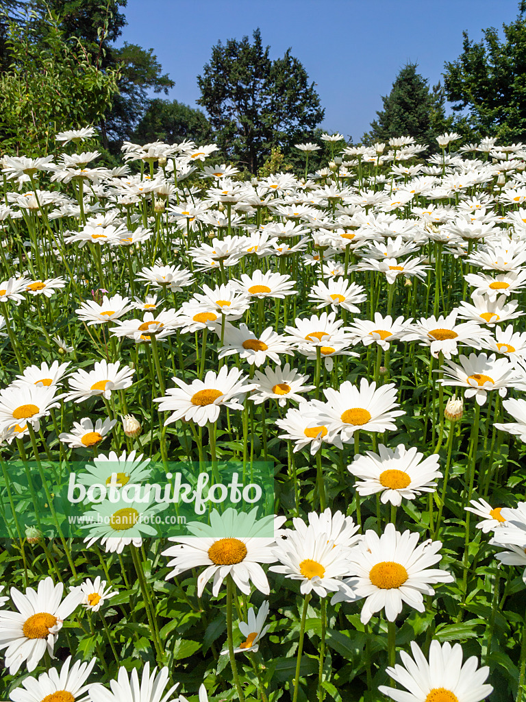 427171 - Gartenmargerite (Leucanthemum maximum)