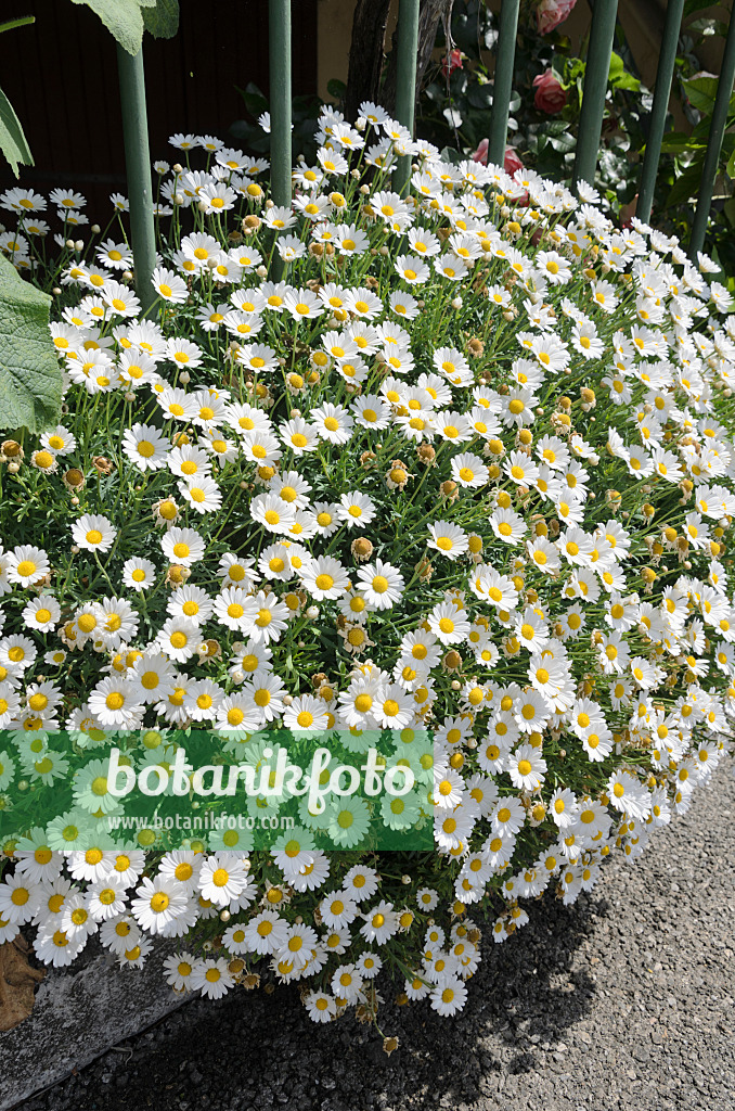 533020 - Gartenmargerite (Leucanthemum maximum)