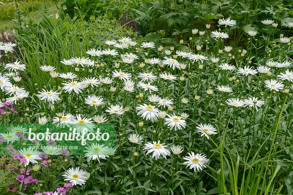 547165 - Gartenmargerite (Leucanthemum maximum 'Christine Hagemann')