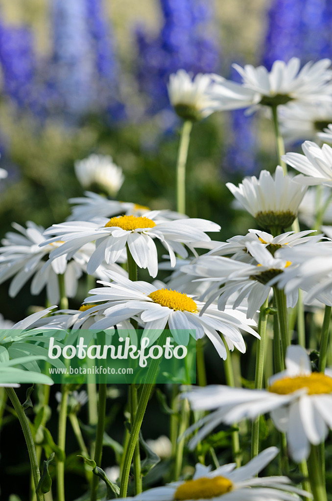 522020 - Gartenmargerite (Leucanthemum maximum 'Firnglanz')