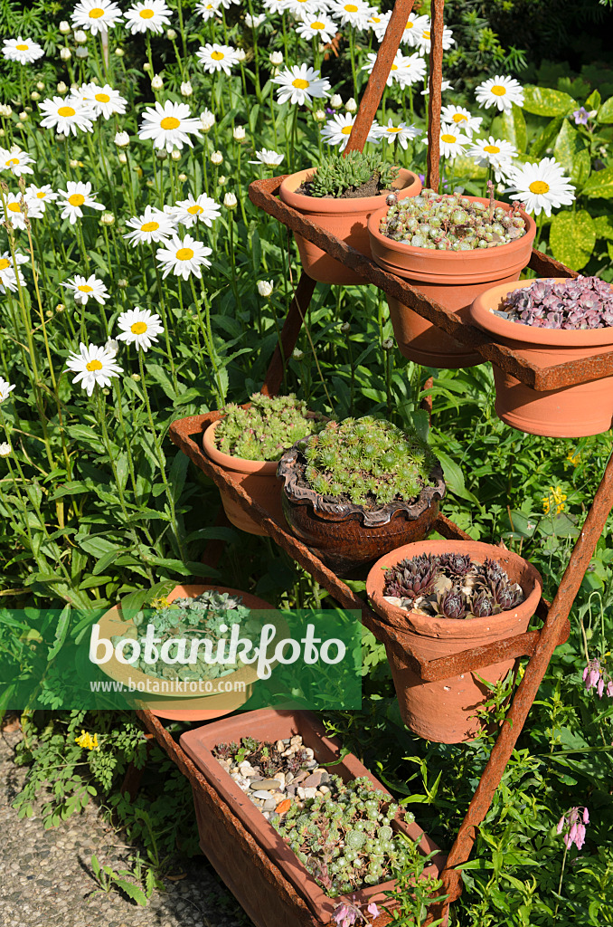 522047 - Gartenmargerite (Leucanthemum maximum) und Hauswurz (Sempervivum) in Blumentöpfen auf einer rostigen Etagere