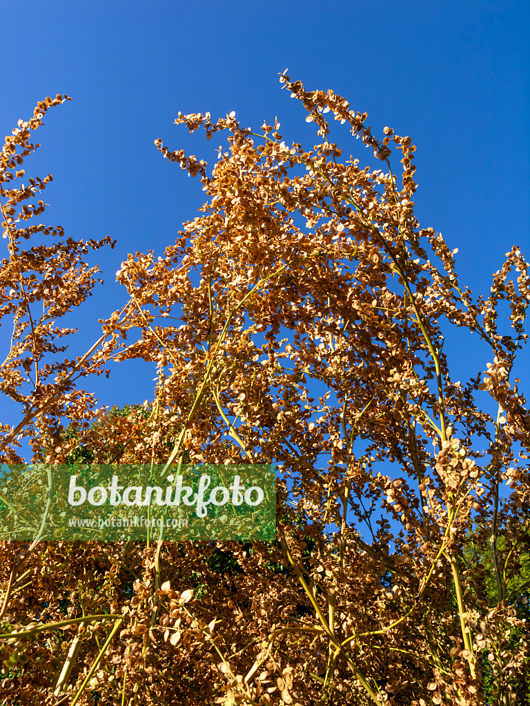 429009 - Gartenmelde (Atriplex hortensis)