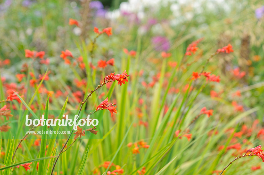 487177 - Gartenmontbretie (Crocosmia x crocosmiiflora 'Fire King')