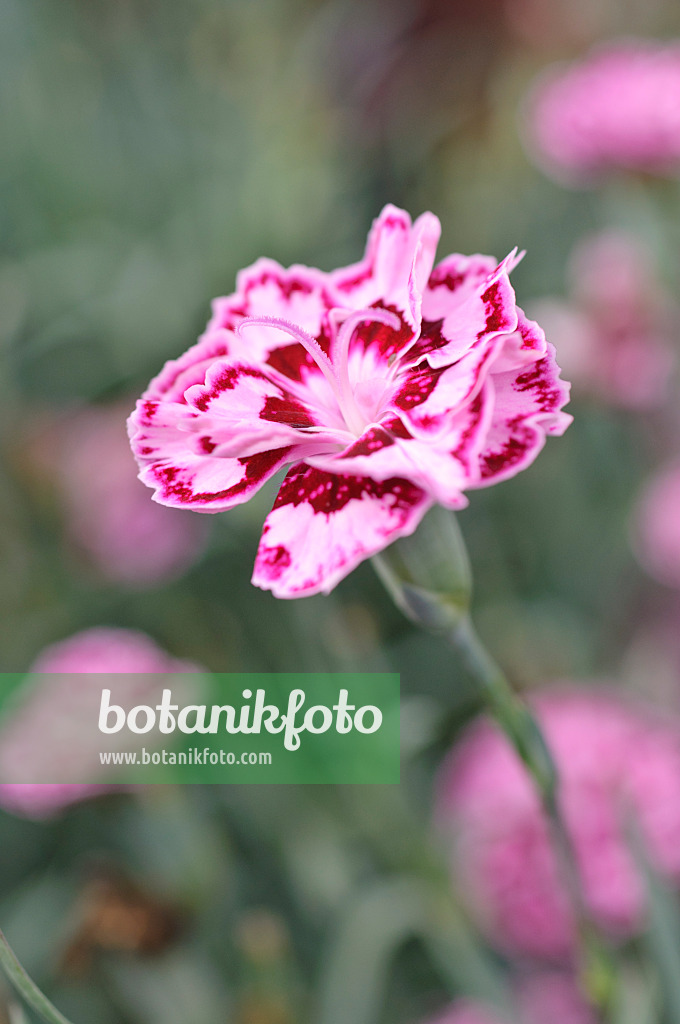 487076 - Gartennelke (Dianthus caryophyllus 'Sunflor Odessa')