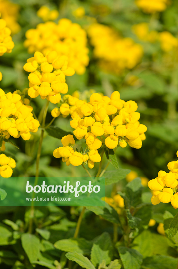 535222 - Gartenpantoffelblume (Calceolaria integrifolia)