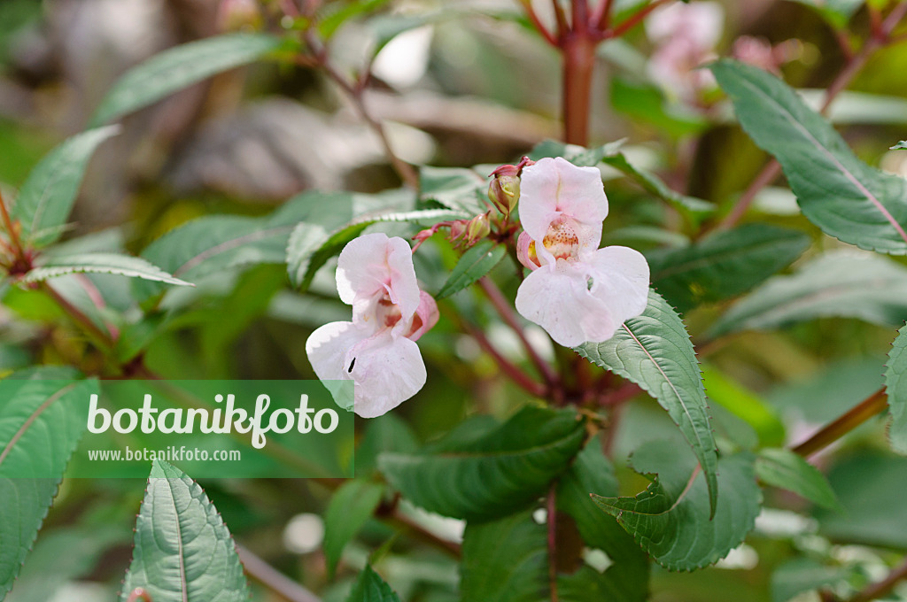 488002 - Gartenspringkraut (Impatiens balsamina)