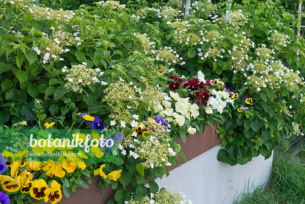 532032 - Gartenstiefmütterchen (Viola x wittrockiana) und Kletterhortensie (Hydrangea anomala)