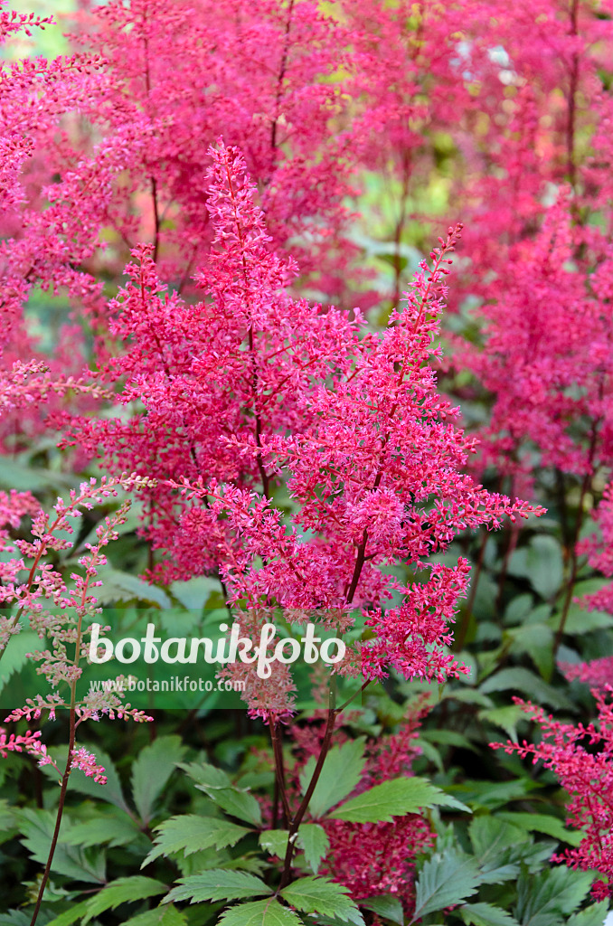 521423 - Gartenwaldspiere (Astilbe x arendsii 'Obergärtner Jürgens')