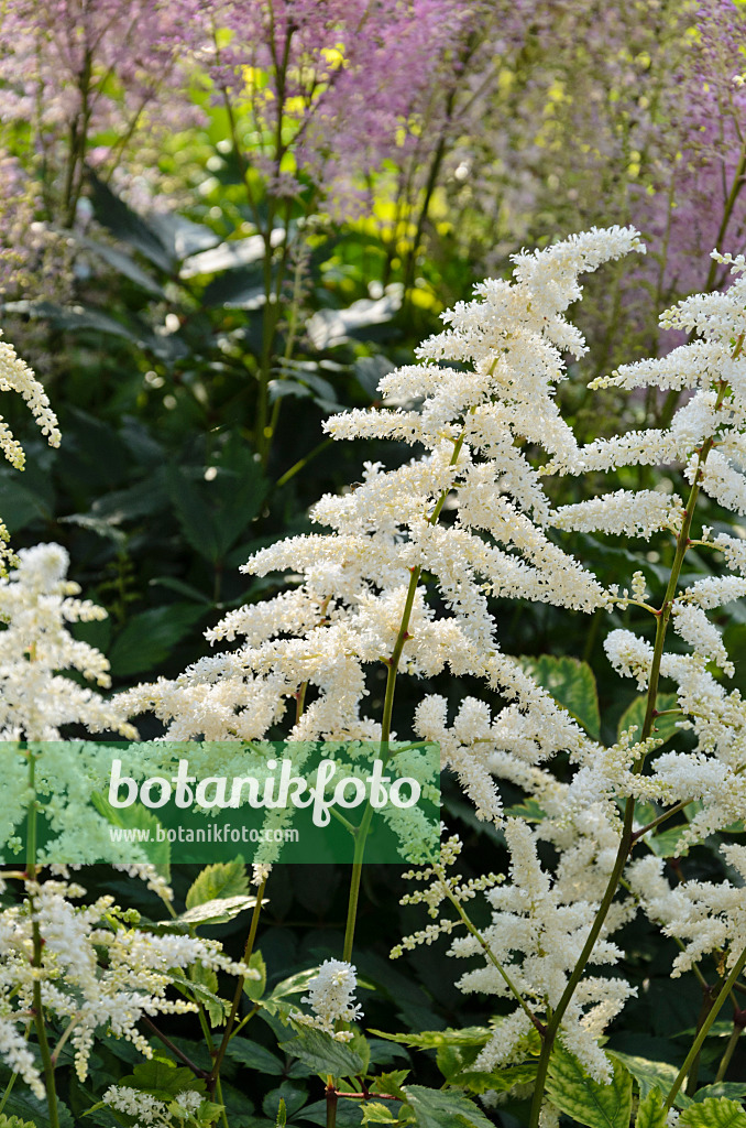 521422 - Gartenwaldspiere (Astilbe x arendsii 'White Queen')