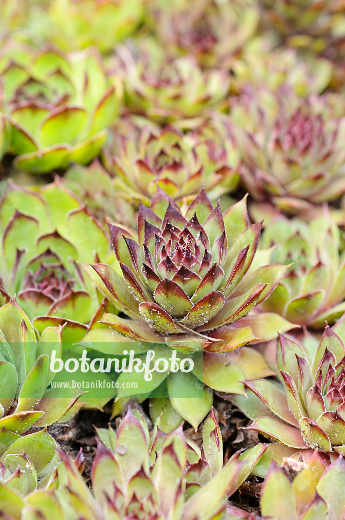 473001 - Gaudins Hauswurz (Sempervivum grandiflorum)