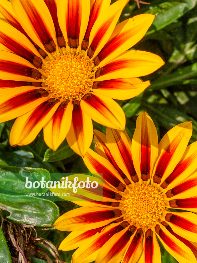 404021 - Gazanie (Gazania rigens)