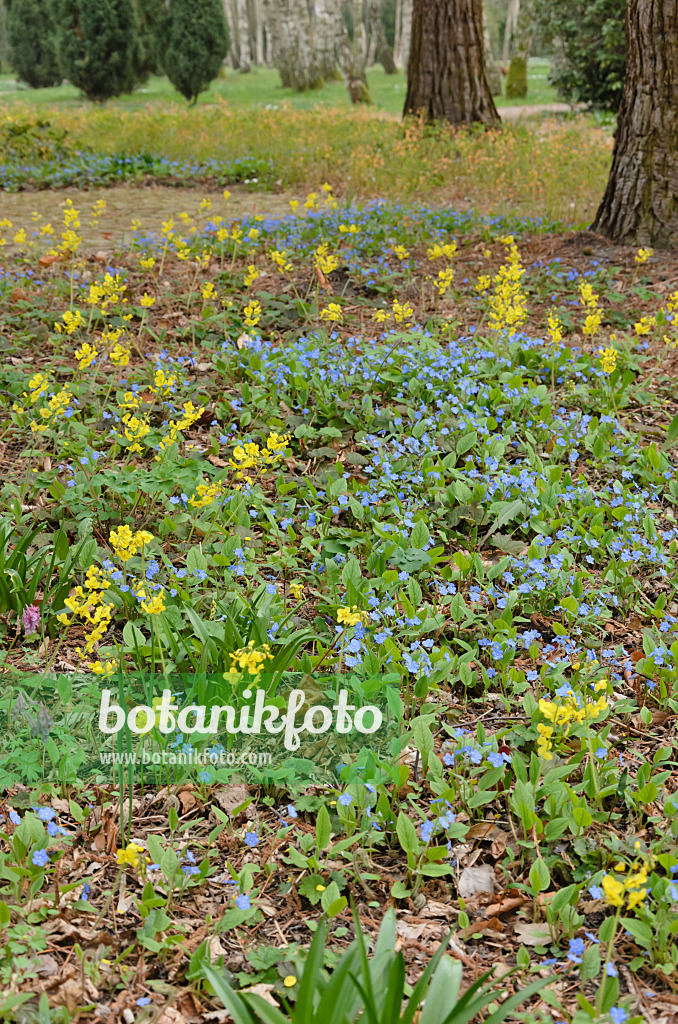 531025 - Gedenkemein (Omphalodes verna) und Elfenblume (Epimedium x perralchicum 'Frohnleiten')