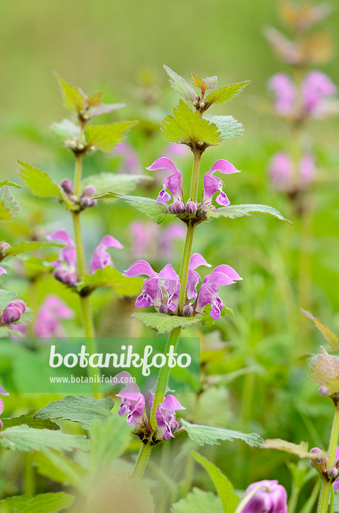 520019 - Gefleckte Taubnessel (Lamium maculatum)