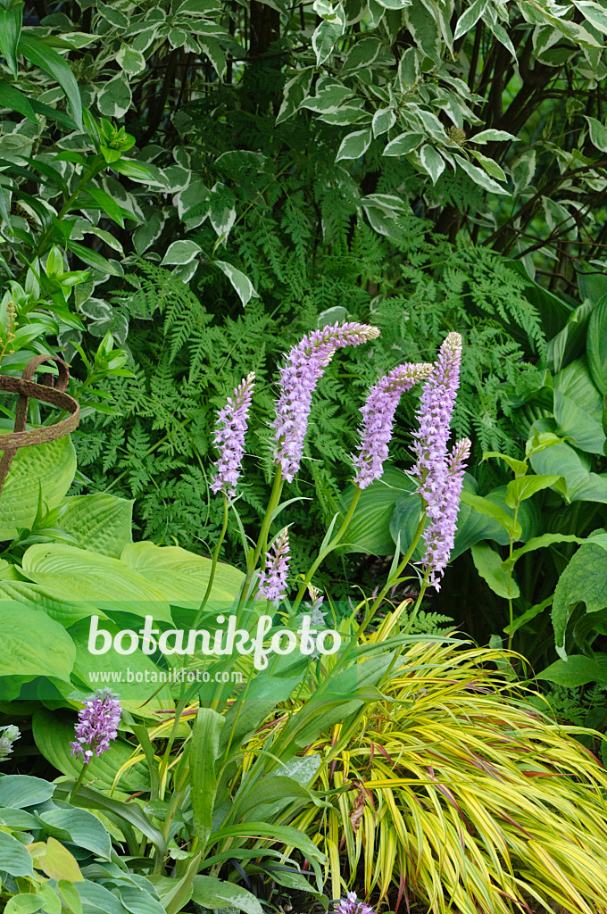 473105 - Geflecktes Knabenkraut (Dactylorhiza maculata)