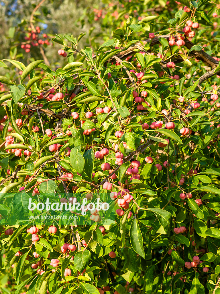 440229 - Geflügelter Spindelstrauch (Euonymus alatus 'Compactus')