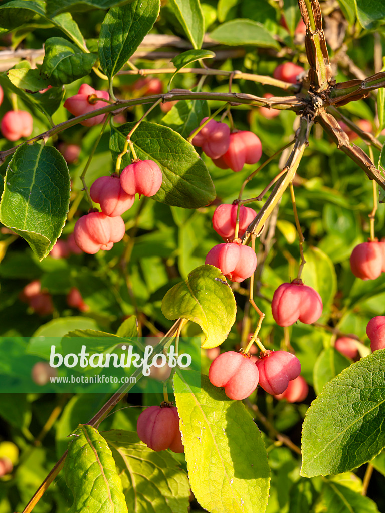 440230 - Geflügelter Spindelstrauch (Euonymus alatus 'Compactus')