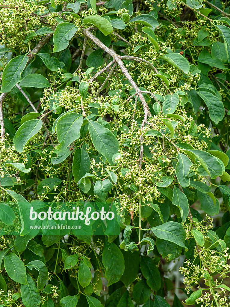 461037 - Geflügelter Spindelstrauch (Euonymus alatus 'Compactus')