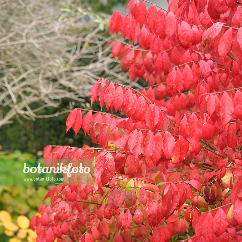 535272 - Geflügelter Spindelstrauch (Euonymus alatus 'Compactus')