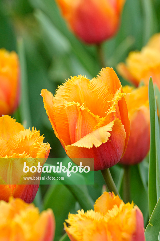 471312 - Gefranste Tulpe (Tulipa Lambada)