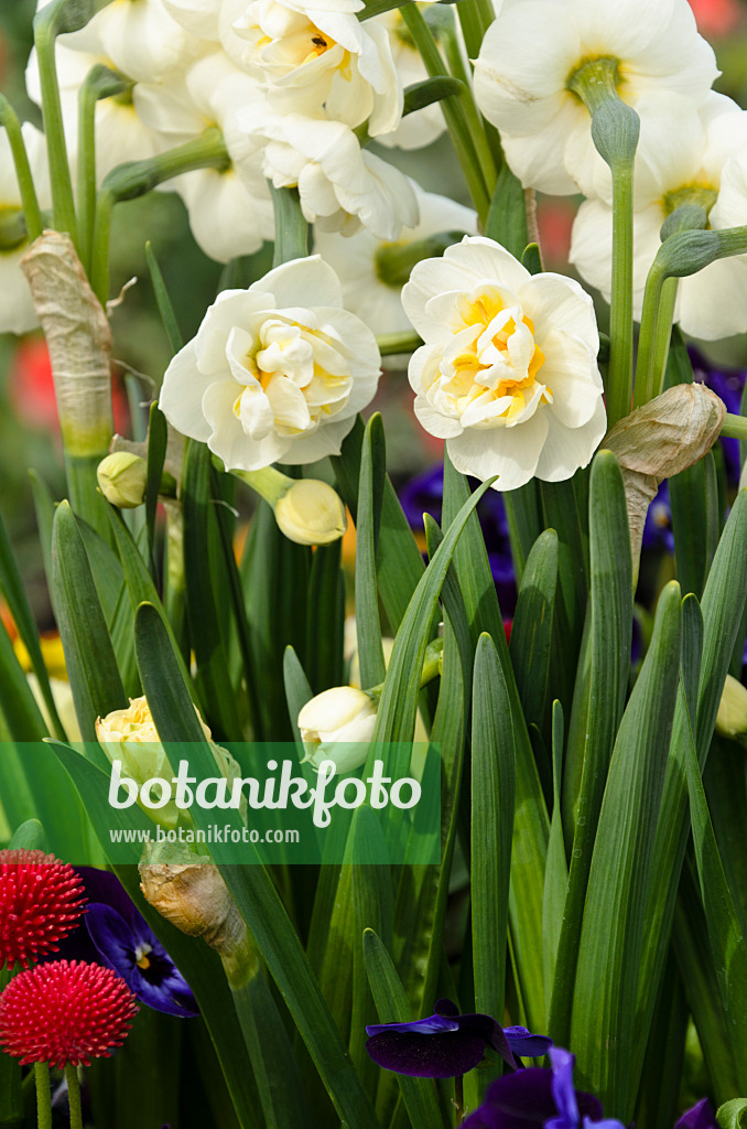 495085 - Gefüllte Narzisse (Narcissus Bridal Crown)