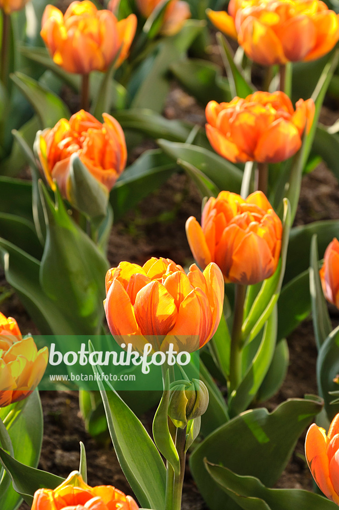 471214 - Gefüllte späte Tulpe (Tulipa Orange Princess)