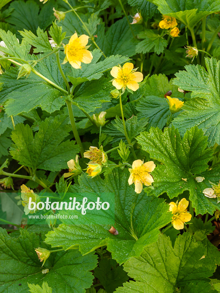 412031 - Gelapptblättrige Waldsteinie (Waldsteinia geoides)