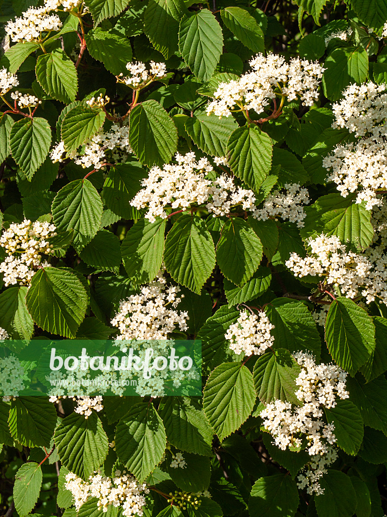 438030 - Gelapptblättriger Schneeball (Viburnum lobophyllum)