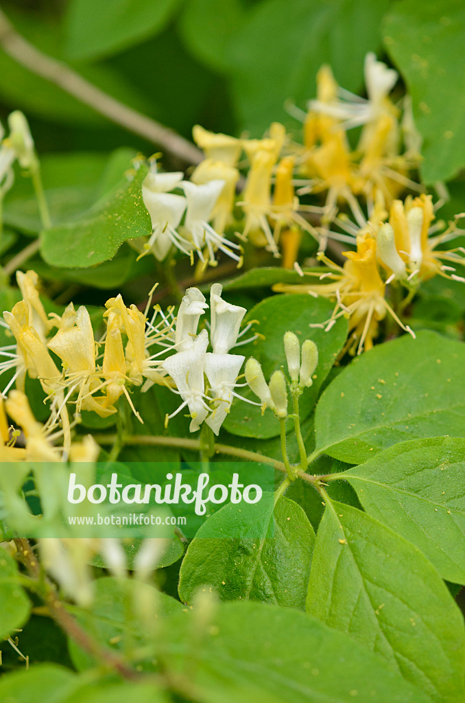 520124 - Gelbblütige Heckenkirsche (Lonicera chrysantha)