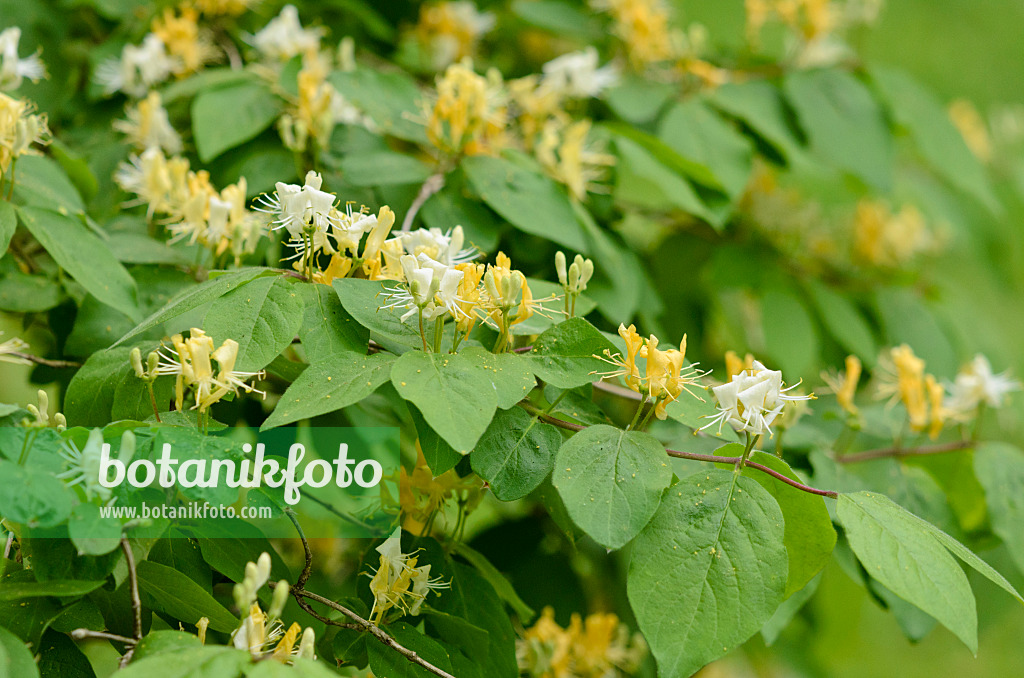 520126 - Gelbblütige Heckenkirsche (Lonicera chrysantha)