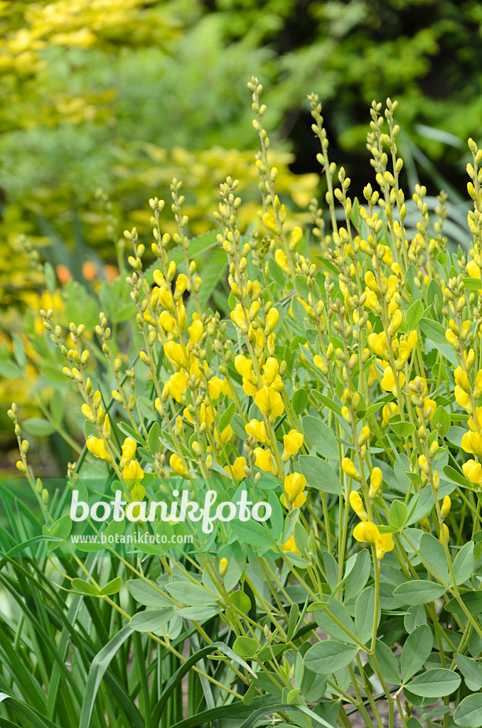 508170 - Gelbe Indigo-Lupine (Baptisia sphaerocarpa 'Screaming Yellow')