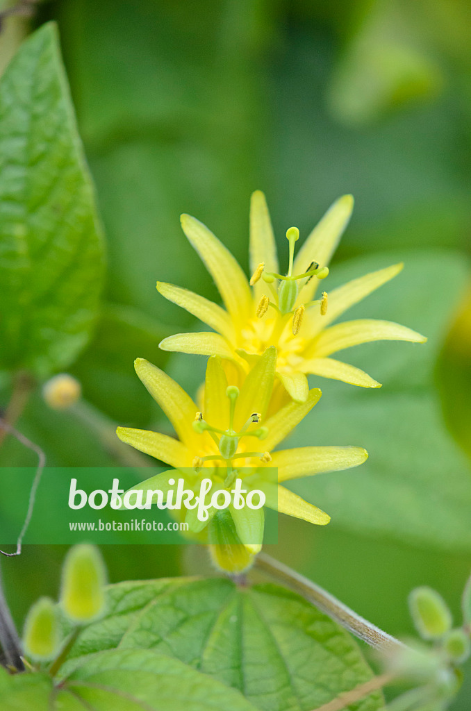 548095 - Gelbe Passionsblume (Passiflora citrina)