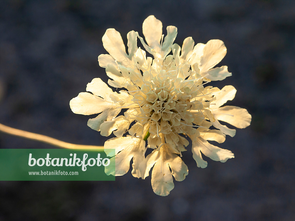 427253 - Gelbe Skabiose (Scabiosa ochroleuca)