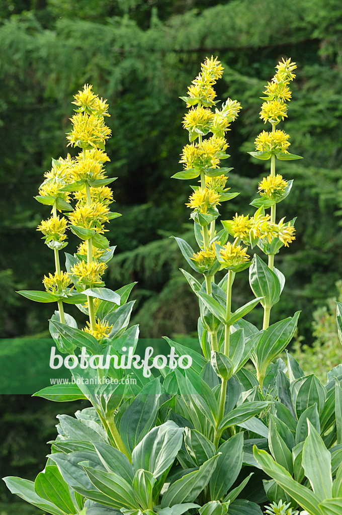 485079 - Gelber Enzian (Gentiana lutea)