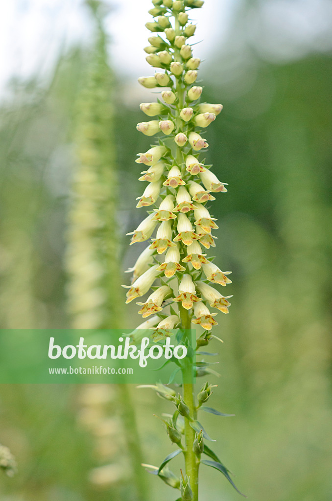 546041 - Gelber Fingerhut (Digitalis lutea subsp. australis)