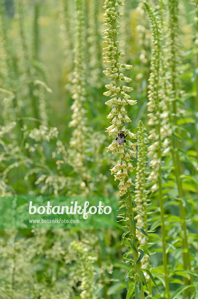 497061 - Gelber Fingerhut (Digitalis lutea) und Hummel (Bombus)