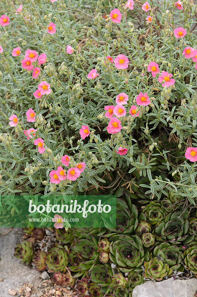 508235 - Gelbes Sonnenröschen (Helianthemum nummularium)