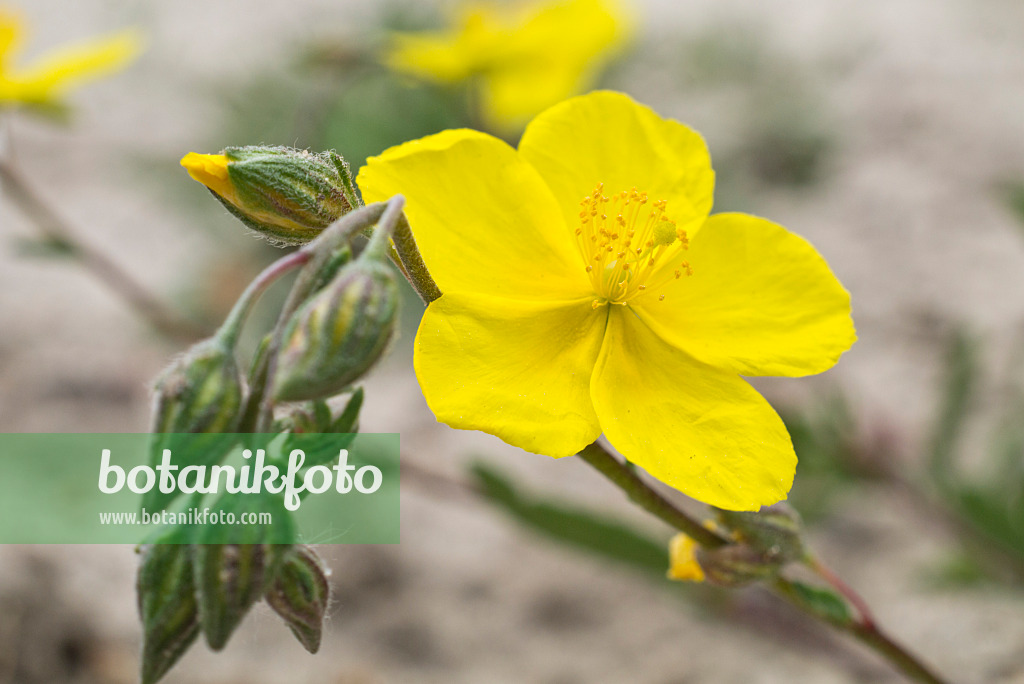 610010 - Gelbes Sonnenröschen (Helianthemum nummularium)