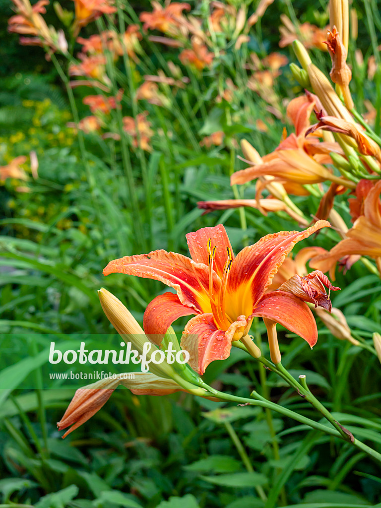 449040 - Gelbrote Taglilie (Hemerocallis fulva)