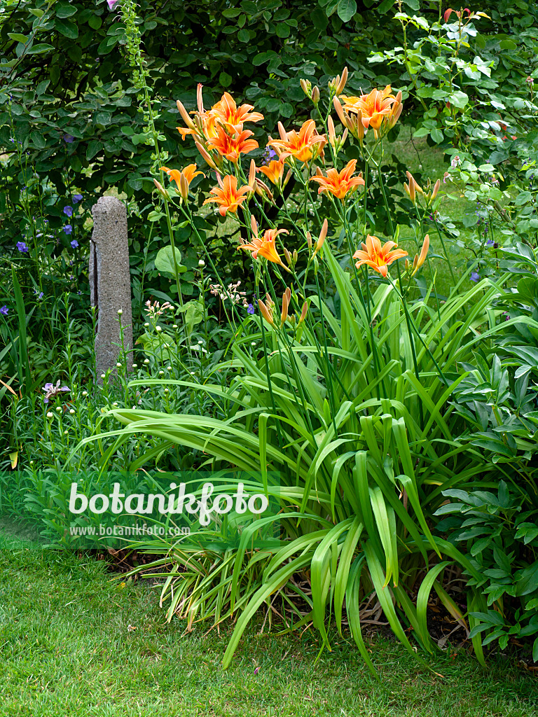 461069 - Gelbrote Taglilie (Hemerocallis fulva)