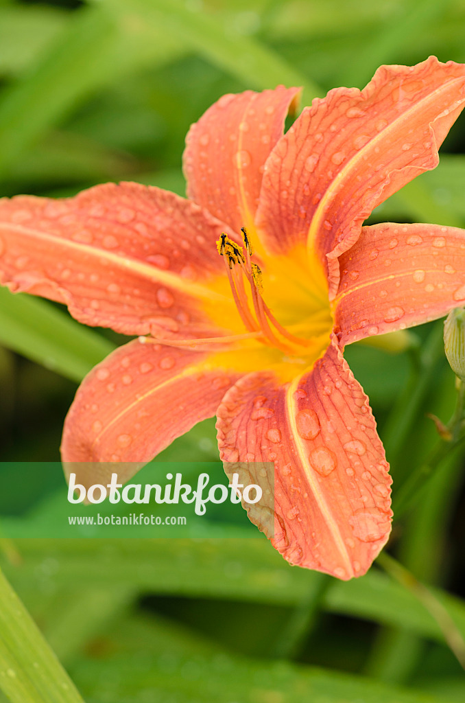 521251 - Gelbrote Taglilie (Hemerocallis fulva)