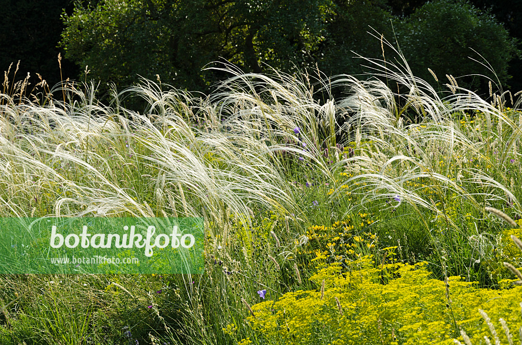 521128 - Gelbscheidiges Federgras (Stipa pulcherrima) und Steppenwolfsmilch (Euphorbia seguieriana)