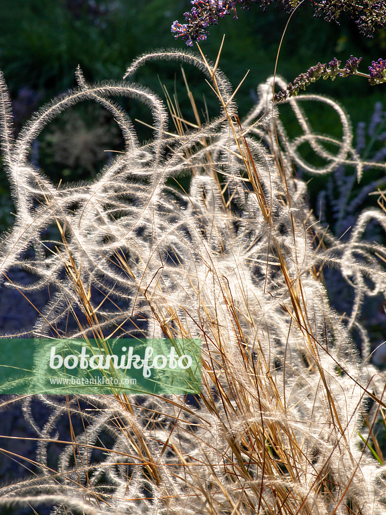 439383 - Gelbscheidiges Federgras (Stipa pulcherrima 'Barbata')