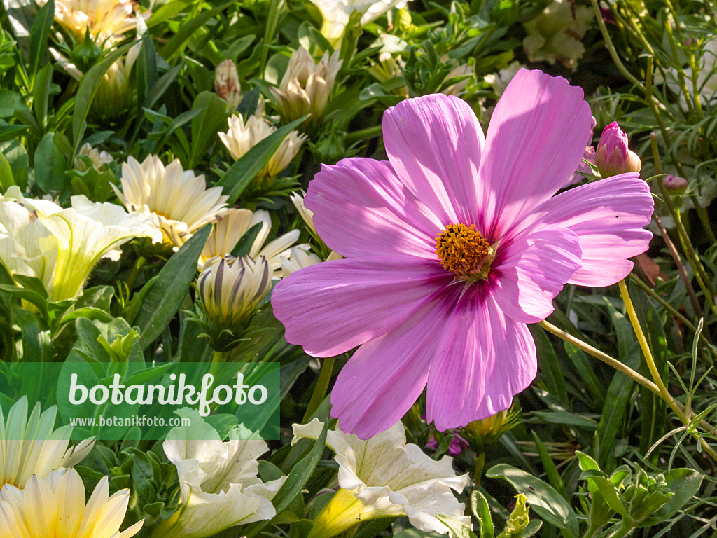 416052 - Gemeine Kosmee (Cosmos bipinnatus)