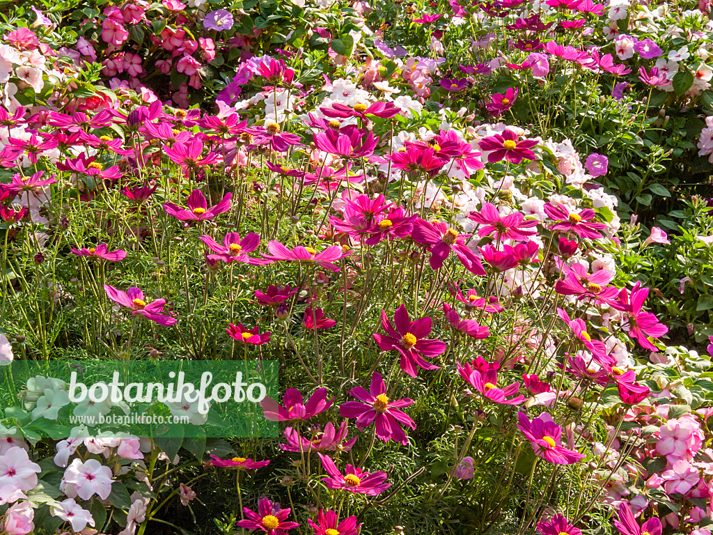 416053 - Gemeine Kosmee (Cosmos bipinnatus)