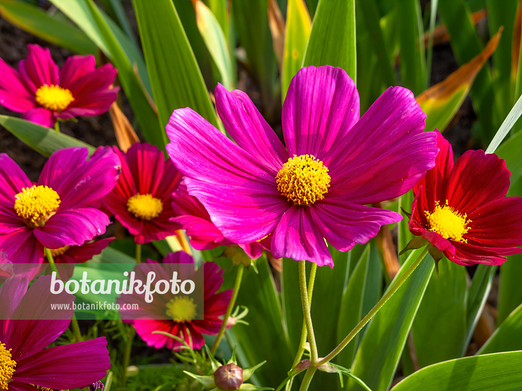 449022 - Gemeine Kosmee (Cosmos bipinnatus)