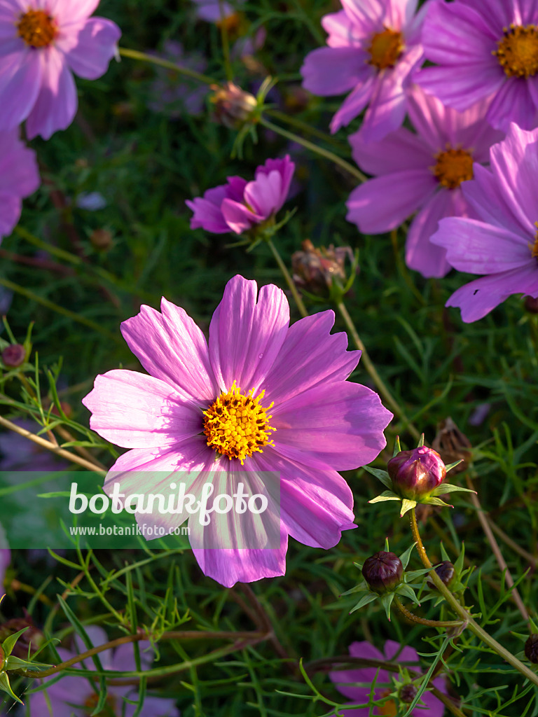 464060 - Gemeine Kosmee (Cosmos bipinnatus)