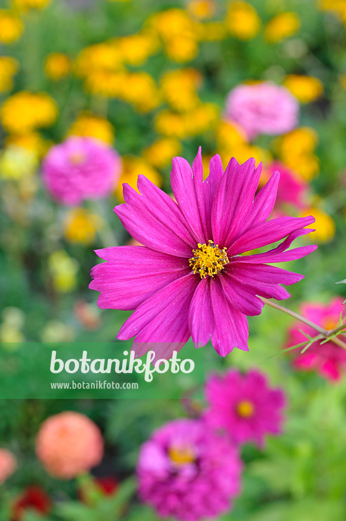 476025 - Gemeine Kosmee (Cosmos bipinnatus)