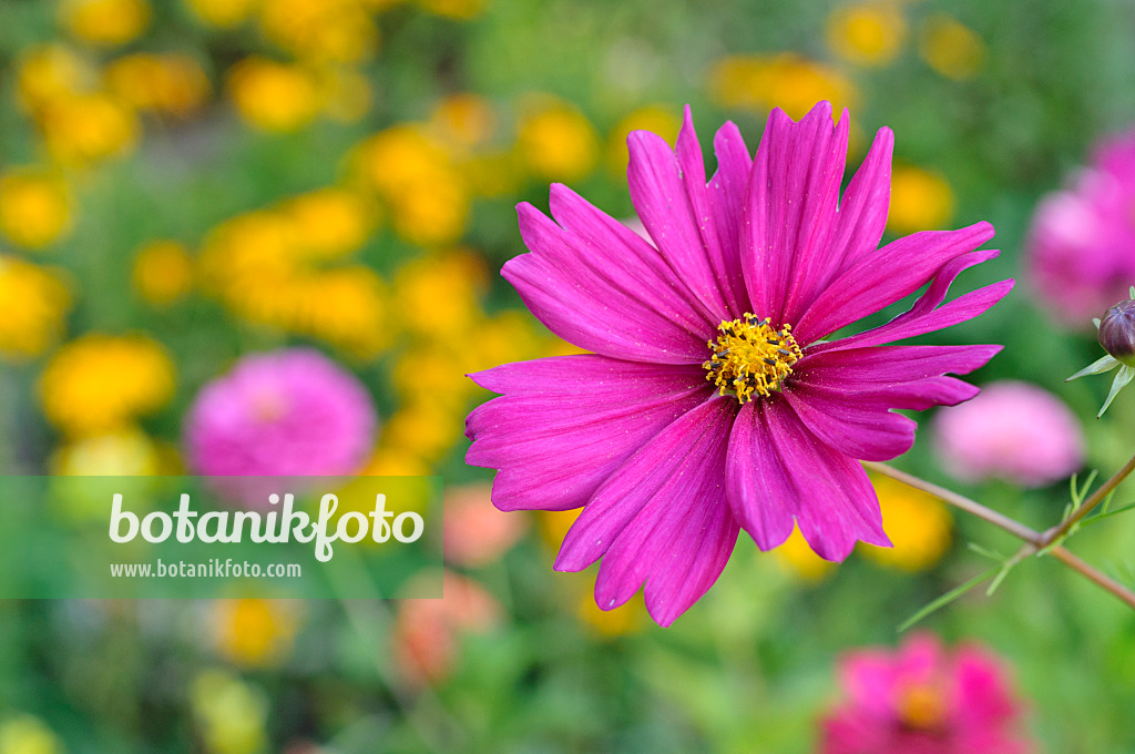 476026 - Gemeine Kosmee (Cosmos bipinnatus)